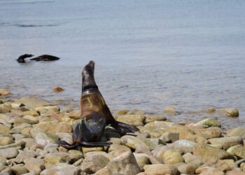 Profepa rescata 13 lobos marinos atrapados en redes en Isla San Jorge