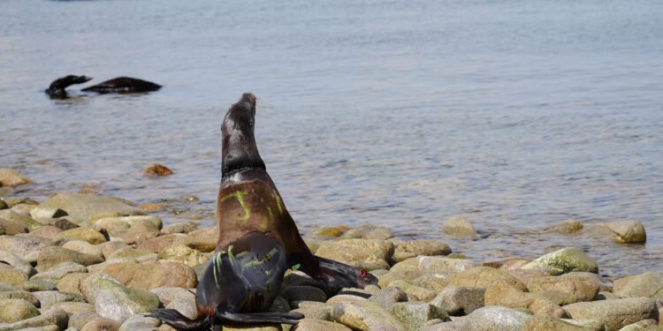 Profepa rescata 13 lobos marinos atrapados en redes en Isla San Jorge