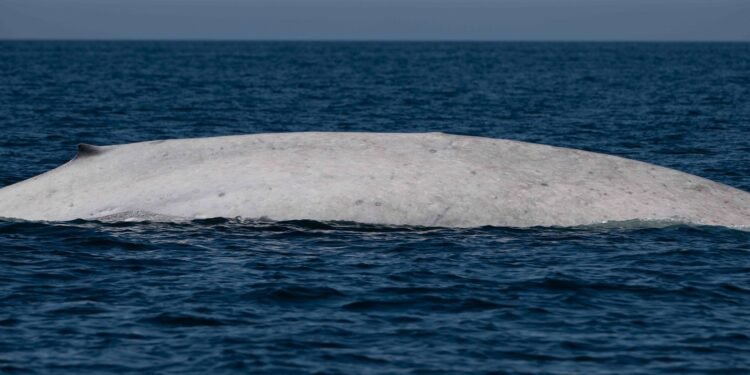 Avistan en México a Moby Dick; una ballena albina fue captada en la Bahía de Loreto