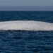Avistan en México a Moby Dick; una ballena albina fue captada en la Bahía de Loreto