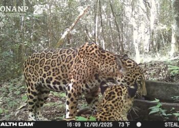 Avistamiento inusual en Campeche; captan a tres jaguares en la reserva de Calakmul