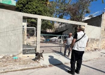 Maltrato animal mantiene alta incidencia; FGECAM abrió 66 actas durante febrero