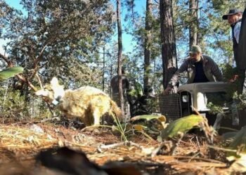 Lobo mexicano vuelve a Durango tras medio siglo; inicia nueva etapa de recuperación