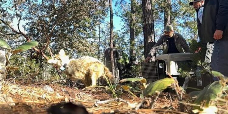 Lobo mexicano vuelve a Durango tras medio siglo; inicia nueva etapa de recuperación