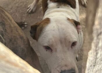 Hallazgo de pitbulls en malas condiciones abre investigación por maltrato