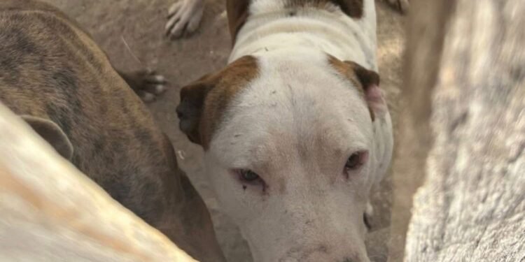 Hallazgo de pitbulls en malas condiciones abre investigación por maltrato