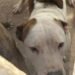 Hallazgo de pitbulls en malas condiciones abre investigación por maltrato