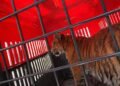 Tigre de Bengala es rescatado tras alerta por ruidos extraños