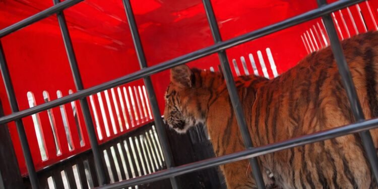 Tigre de Bengala es rescatado tras alerta por ruidos extraños