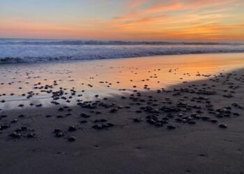 Frenan actividades recreativas en santuario de tortugas; Profepa prohíbe eventos