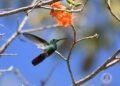 Avistamiento de colibríes crece en Campeche durante la primavera