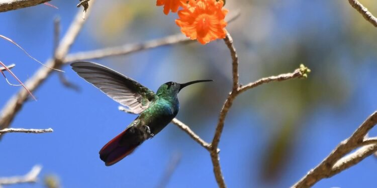 Avistamiento de colibríes crece en Campeche durante la primavera