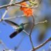 Avistamiento de colibríes crece en Campeche durante la primavera