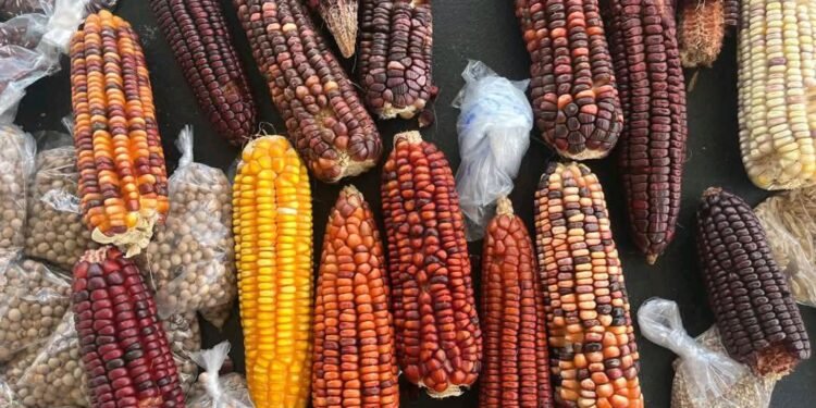 Impulsan red de tortillerías con maíz nativo en Calakmul y Hopelchén