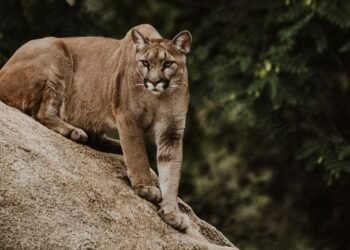 El guardián silencioso de la selva maya aparece en Balam Kú, refugio de gigantes