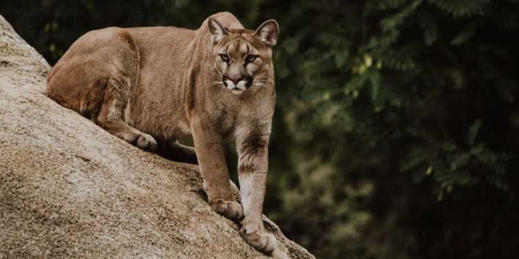 El guardián silencioso de la selva maya aparece en Balam Kú, refugio de gigantes