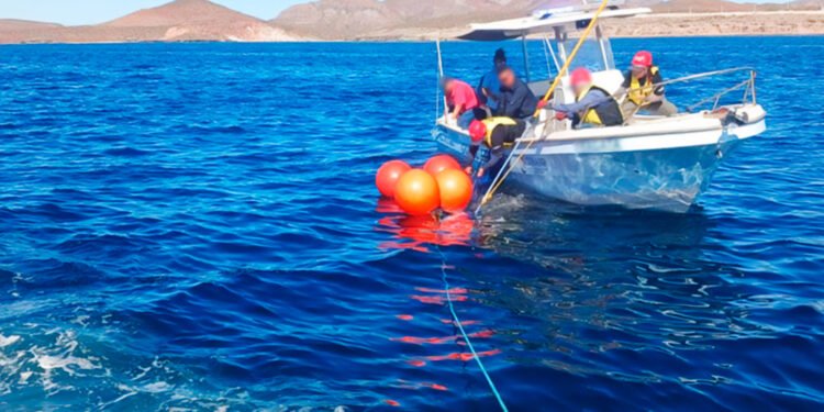 Profepa logra liberar a ballena jorobada atrapada en redes en Baja California Sur