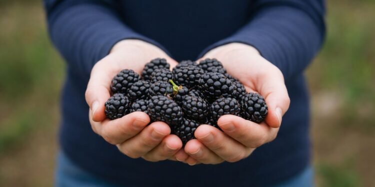 ¿Sabías que México es potencia en berries? Un sector que crece del campo al mundo