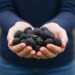 ¿Sabías que México es potencia en berries? Un sector que crece del campo al mundo