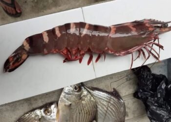 Confirman presencia de camarón tigre; vigilan posible impacto ambiental