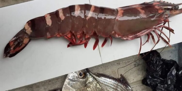 Confirman presencia de camarón tigre; vigilan posible impacto ambiental