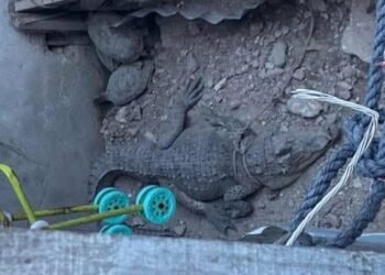 Alertan por cocodrilo… como mascota; autoridad ambiental investiga