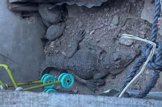 Alertan por cocodrilo… como mascota; autoridad ambiental investiga