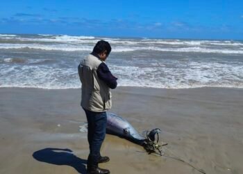 Delfín atado a un ancla destapa pesca ilegal en Tamaulipas