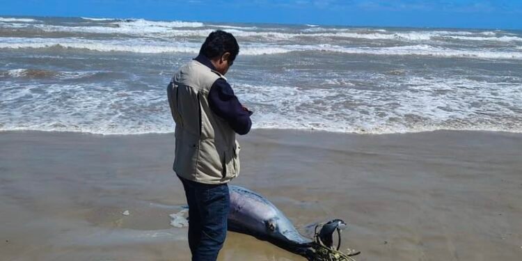 Delfín atado a un ancla destapa pesca ilegal en Tamaulipas