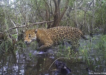 Refuerzan protección del jaguar en la selva de Calakmul; cámaras trampa vigilan fauna