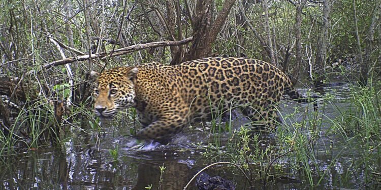 Refuerzan protección del jaguar en la selva de Calakmul; cámaras trampa vigilan fauna