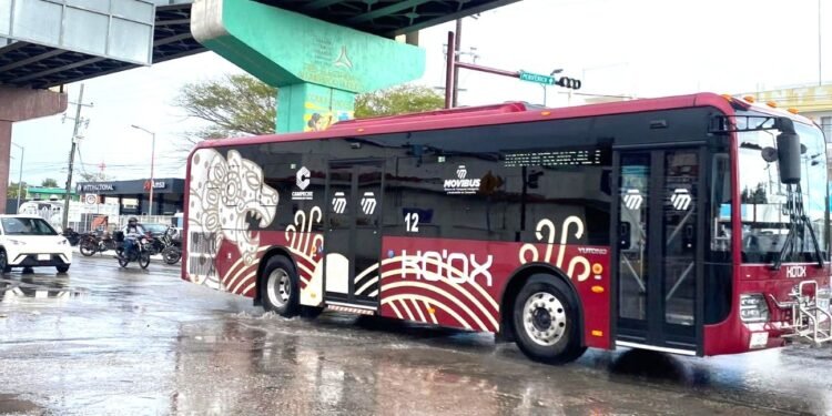 Lluvias y fuertes vientos tiran árbol y poste en barrio Santa Ana y colonia Bellavista