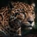 Jaguar en la Península: la Selva Maya libra una batalla por su mayor símbolo