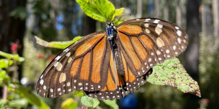 México rastrea a la mariposa monarca con tecnología de punta