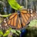 México rastrea a la mariposa monarca con tecnología de punta