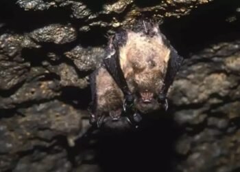 Calakmul deslumbra con el espectáculo del Volcán de los Murciélagos