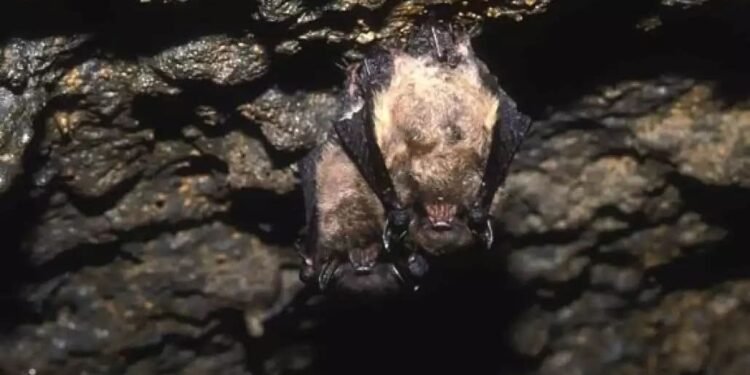 Calakmul deslumbra con el espectáculo del Volcán de los Murciélagos