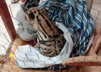 Carreteras cobran factura a la fauna: ocelote aparece lesionado en Oaxaca