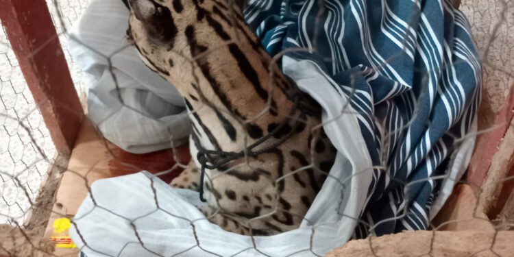 Carreteras cobran factura a la fauna: ocelote aparece lesionado en Oaxaca