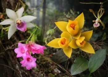 De la selva al hogar: las orquídeas ya tienen su propio día en México