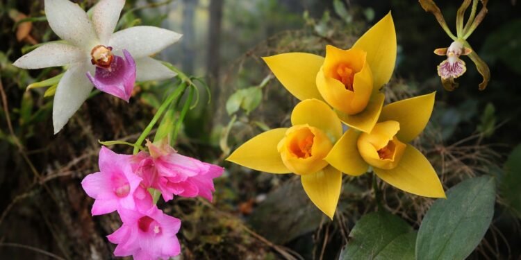 De la selva al hogar: las orquídeas ya tienen su propio día en México