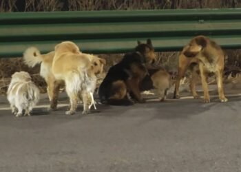 Escapan de la muerte: siete lomitos recorren 17 kilómetros y regresan a casa