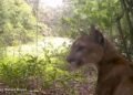 Puma captado en Balam Kú: la selva campechana deja ver a sus grandes felinos