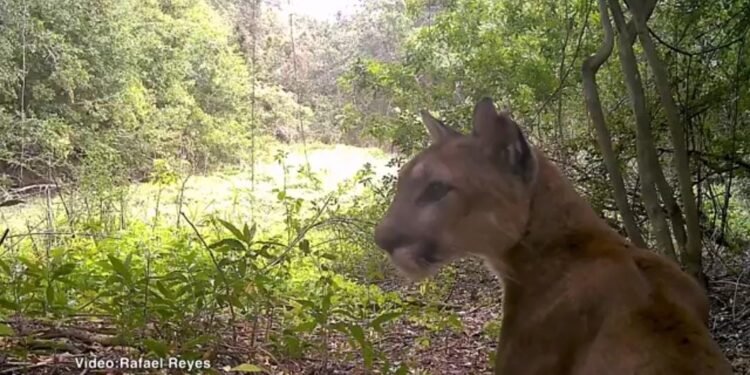 Puma captado en Balam Kú: la selva campechana deja ver a sus grandes felinos