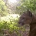 Puma captado en Balam Kú: la selva campechana deja ver a sus grandes felinos