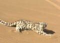 Leopardo de las nieves es rescatado tras aparecer en desierto de China