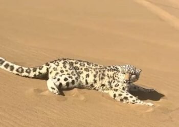 Leopardo de las nieves es rescatado tras aparecer en desierto de China