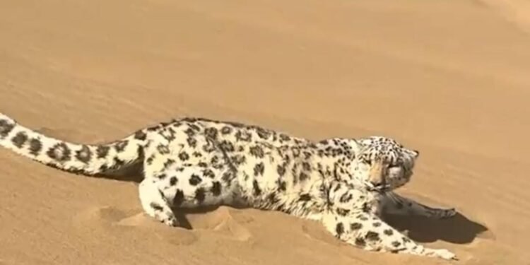 Leopardo de las nieves es rescatado tras aparecer en desierto de China