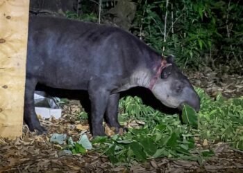 Profepa y especialistas rescatan tapir hallado en comunidad veracruzana