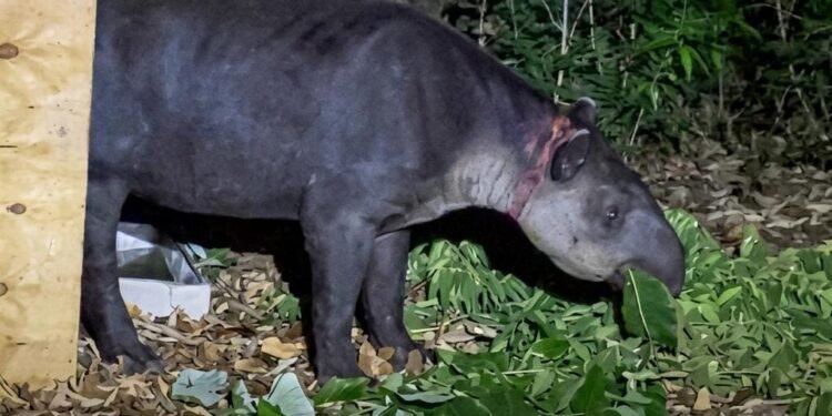 Profepa y especialistas rescatan tapir hallado en comunidad veracruzana